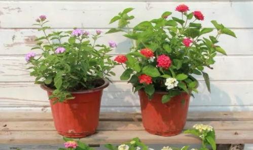 魔豆神器最新爆料视频,揭秘神秘功能与升级亮点 第2张 魔豆神器最新爆料视频,揭秘神秘功能与升级亮点 第2张